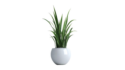 Green onion isolated on white background