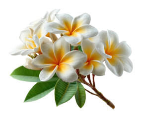 Fototapeta premium Delicate plumeria flowers in bloom tropical garden nature bright environment isolated on transparent background
