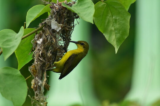 A Bird making a nest