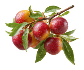 Harvesting fresh plums orchard fruit natural healthy eating isolated on transparent background