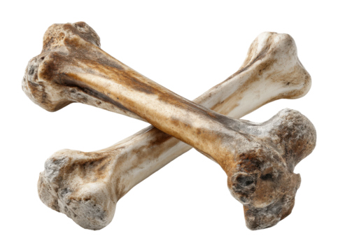 Dog chew bones home pet supplies playtime and health benefits isolated on transparent background