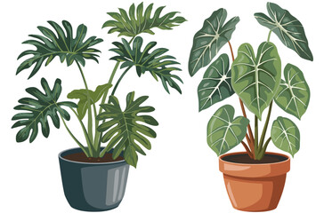 Fototapeta premium Two Potted Houseplants with Large Green Leaves on a transparent Background
