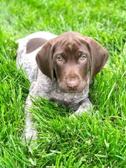 dog in grass