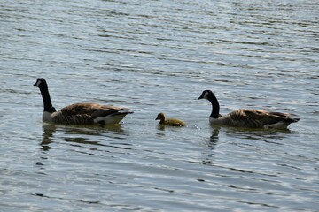 A Canada goose family is swimming in water in sunny summer day.