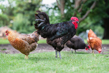chickens-colorful-rooster-standing-on-grass-with-hens-behind