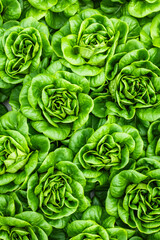 Obraz premium overhead-view-lettuce-growing-in-greenhouse