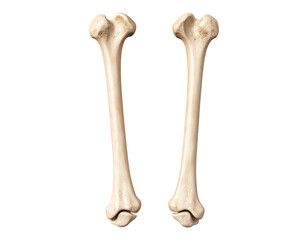 Realistic Human Femur Bone with Slight Shadow, Front Angle, isolated on a transparent background