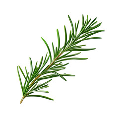 Fototapeta premium Detailed Green Evergreen Pine Tree Branch with Needle Leaves Isolated on White Background for Holiday Decorations and Nature Themes