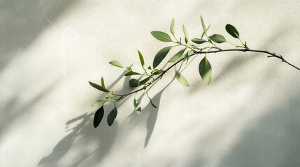 Delicate branch with fresh leaves against a light beige background.