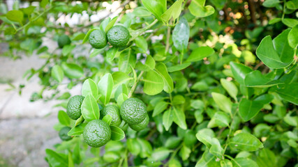 Lime (Citrus aurantifolia) is a type of small green citrus with a fresh, sour taste. Lime is often used as a flavor enhancer in cooking, chili sauce, or drinks.