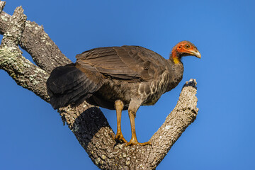 An Australian Brushturkey perched in a tree