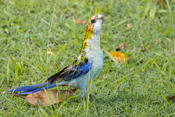 A Pale-headed Rosella eating grass seeds