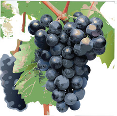 Bunch of black grapes with leaves icon vector illustration on transparent background.