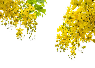 Cassia fistula with yellow flower or golden shower flower isolated on transparent. Yellow flower border banner background