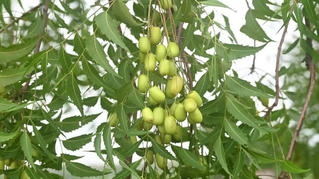Dark green neem leaves with fruit, bunch or neem fruit, green leaves and green fruit.