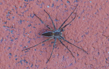 Close-up of a Lycosidae wolf spider