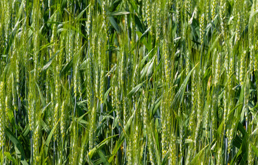 Close-up of a green wheat crop with ears