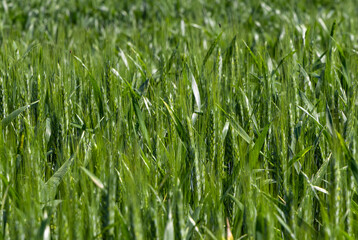 Close-up of a green wheat crop, a group of green wheat plants with ears