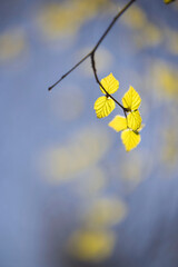 Yellow birch tree leaves on a sunny day in Anchorage