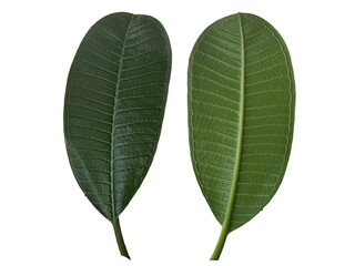 Close up green leaves of plumeria or frangipani tree isolated on transparent background.