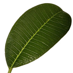 Close up green leaves of plumeria or frangipani tree isolated on transparent background.