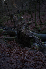 Tree lying over stream at karlstal