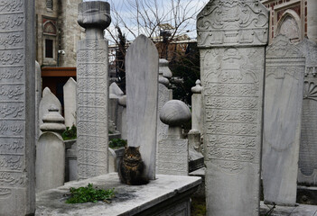 A cat among Ottoman tombstones with perfect Arabic calligraphy.