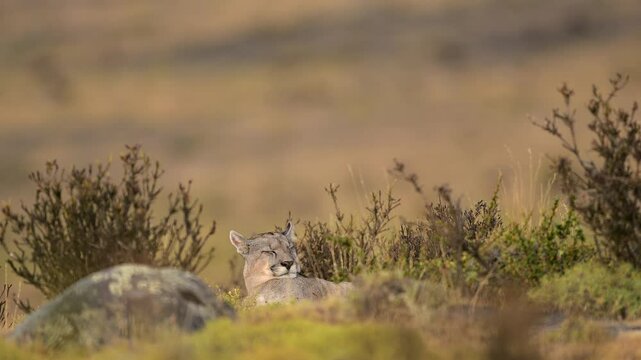 Puma relaxing in Torres del Paine, Chile