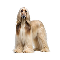 Afghan hound dog image