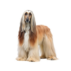 Afghan hound dog