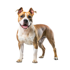 American Staffordshire Terrier dog