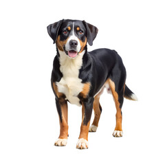Appenzeller sennenhund dog