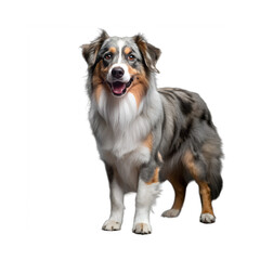Australian shepherd dog