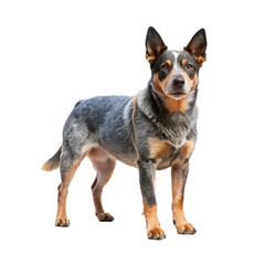 Australian cattle dog