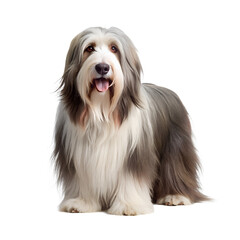 bearded collie dog image