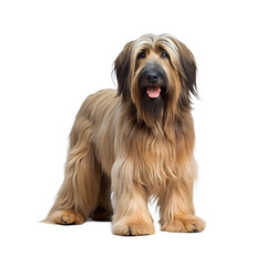 Briard dog