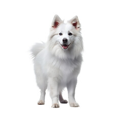 Eskimo dog