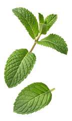 Fototapeta premium Close-up of mint leaf vibrant green and isolated against a white background.