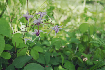 日本：イカリソウ（Epimedium grandiflorum ）／草むらに咲く薄紫色の錨型の山野草／長野県・5月