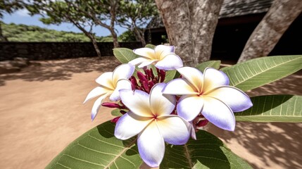 Plumeria flowers in a tropical garden