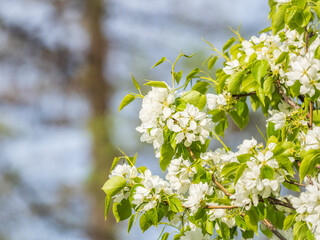 White blossoming apple trees. White apple tree flowers