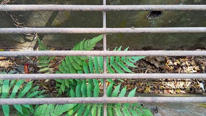 Displaced Green Ferns Behind Metal Bars