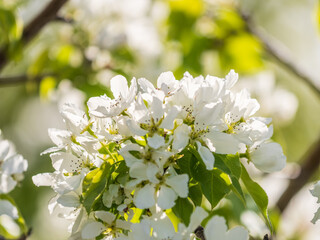 White blossoming apple trees in the sunset light. Spring season, spring colors.