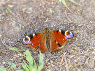 Peacock butterfly on the ground among the grass