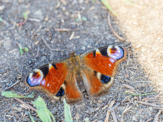 Peacock butterfly on the ground among the grass