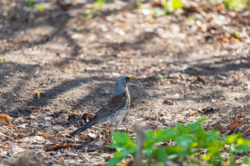 Wood bird Fieldfare, Turdus pilaris, on a sprng lawn.