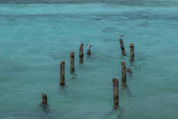 Abandoned Pier Mangle Halto Aruba