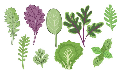 Set of fresh green herbs and spices raw organic plants