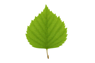 Fototapeta premium Vibrant green leaf isolated on a transparent background, showcasing its intricate vein structure and delicate texture