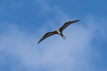 Frigate bird in Flight Aruba